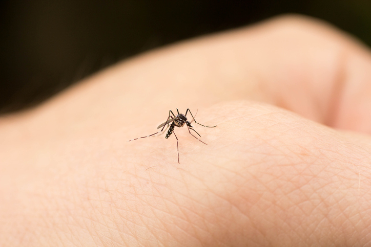 The 10 Best Bug/Mosquito Repellents Of 2024 - Rhythm Of The Home