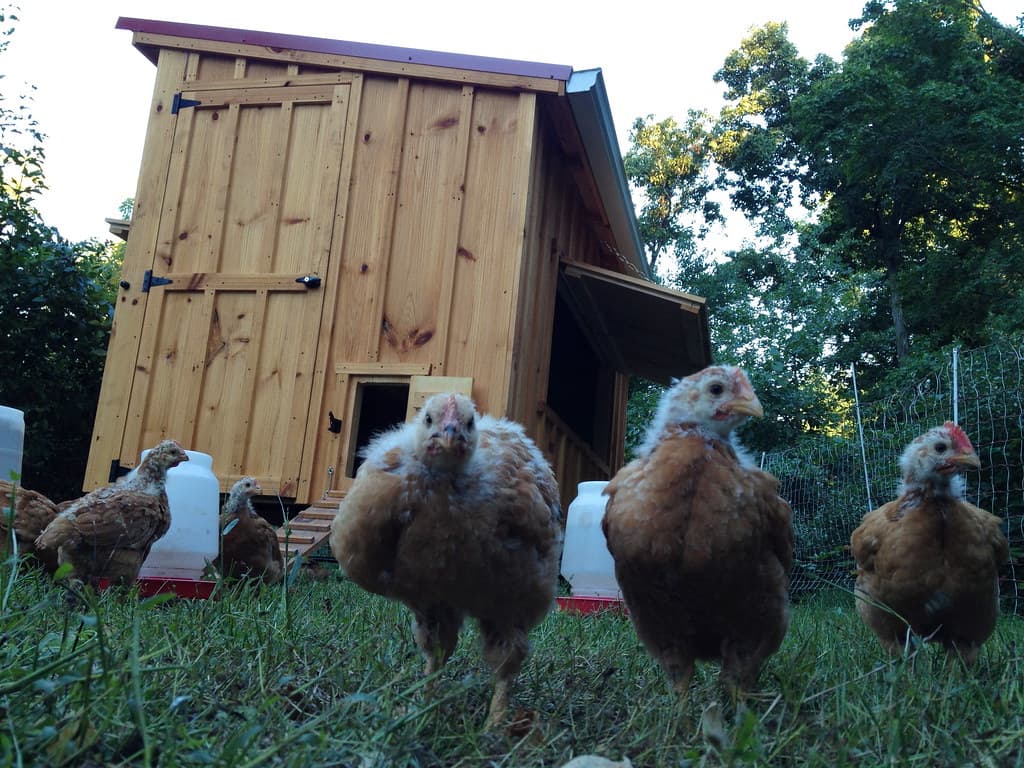 The 9 Best Chicken Coops of 2023 Rhythm of the Home