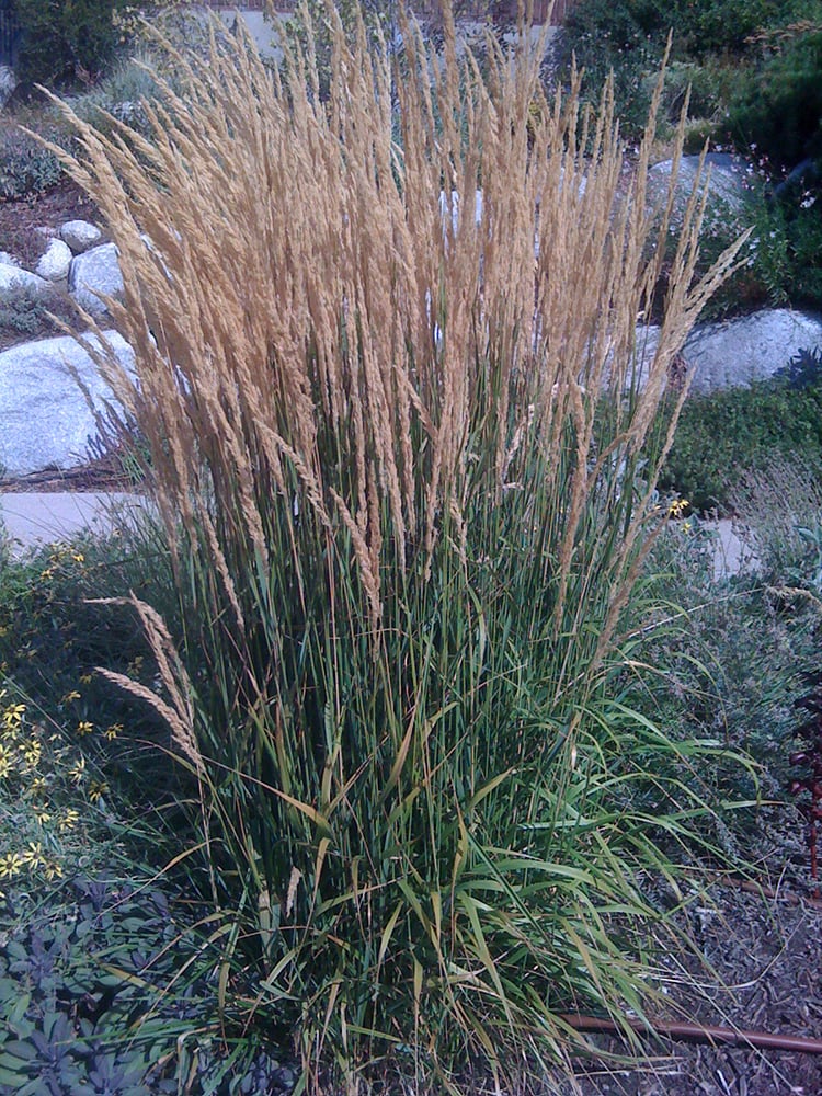 The 8 Best Ornamental Plantsgrasses For Privacy Rhythm Of The Home 