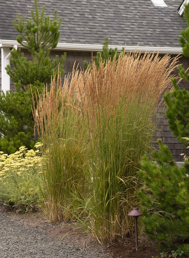 The 8 Best Ornamental Plantsgrasses For Privacy Rhythm Of The Home 