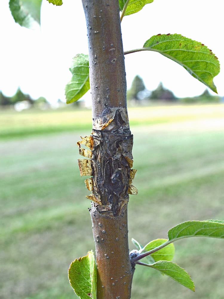 tree blight