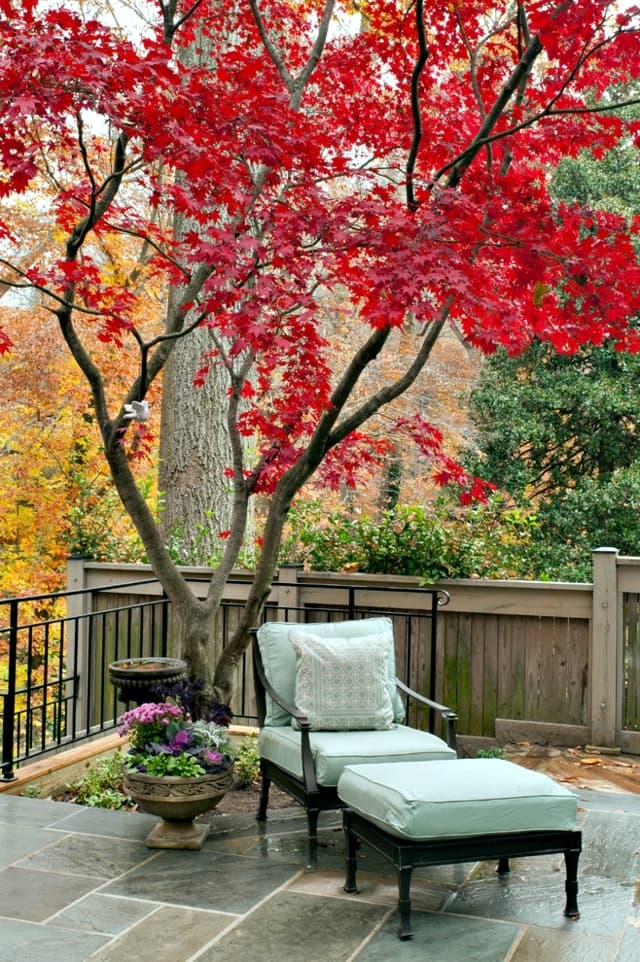 The 18 Best Trees For Small Gardens, What Trees Are Good For Small Gardens