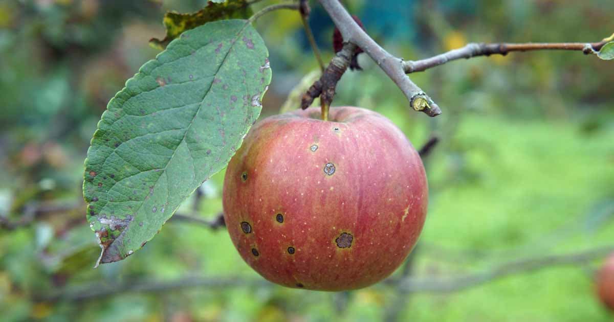 12 Common Apple Tree Diseases And How To Treat Them Rhythm Of The Home 