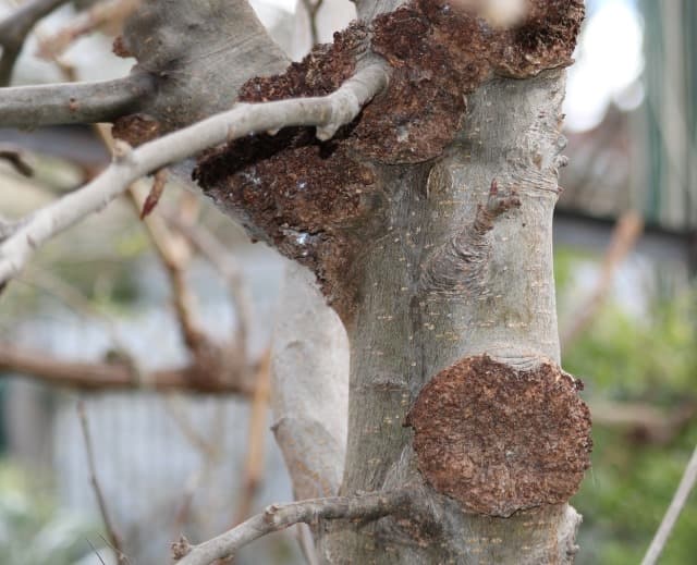 are apple tree branches safe for dogs