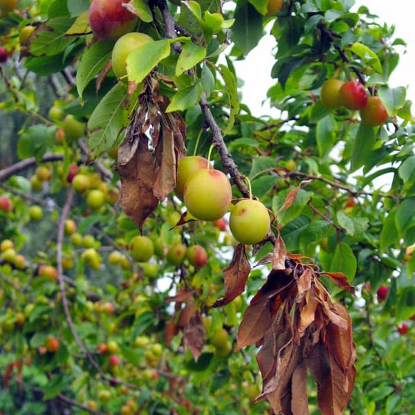 photographs of fire blight on apple trees