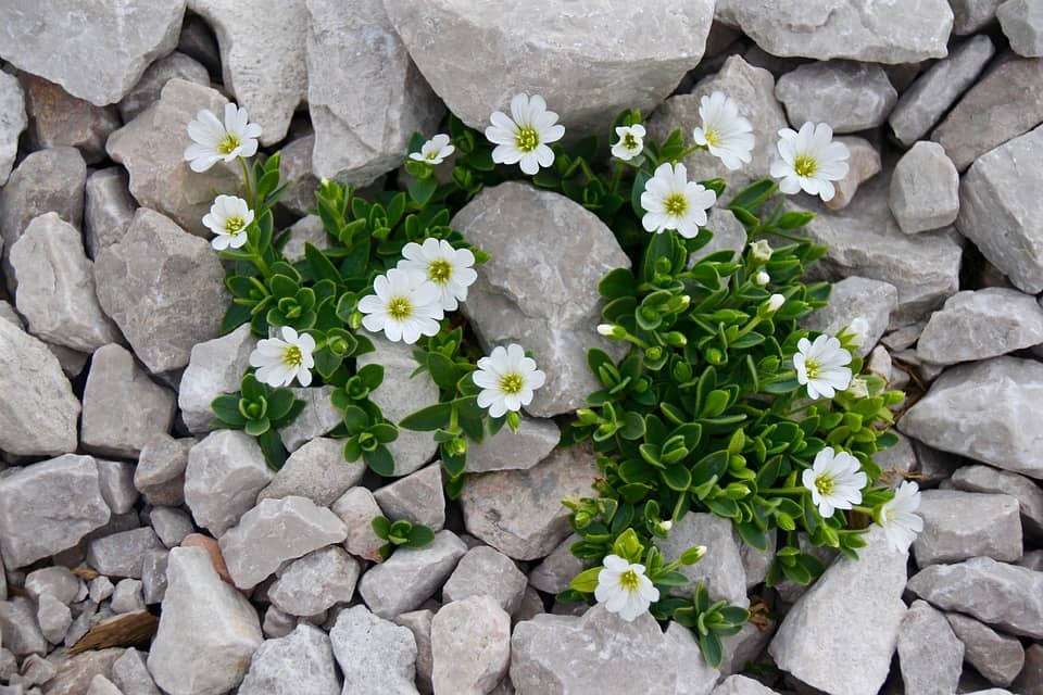 The 20 Best Plants For Rock Gardens Rhythm Of The Home