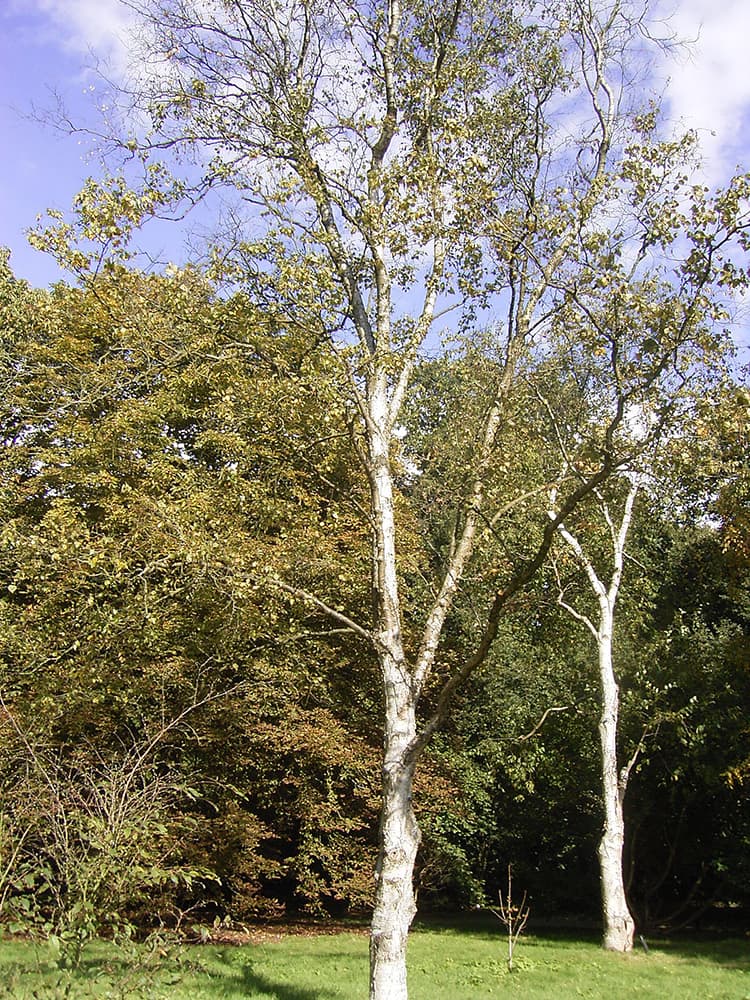 The 12 Most Common Species Of Birch Trees – Rhythm Of The Home