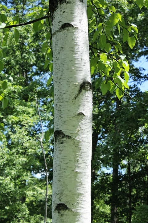 Paper Birch Species Characteristics