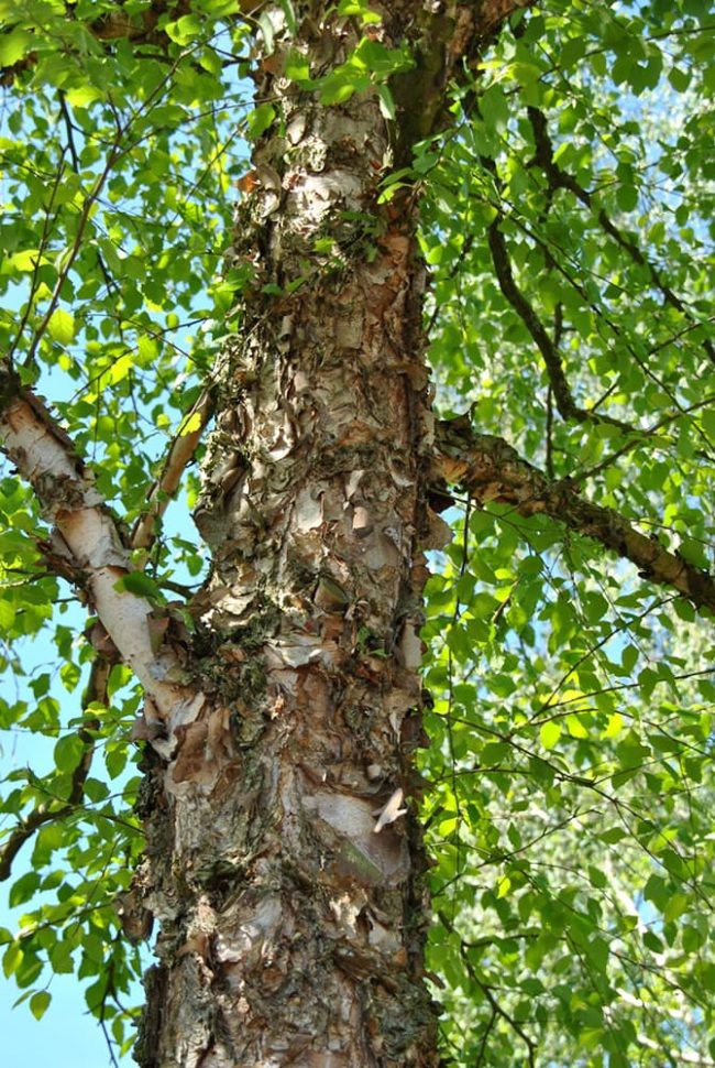 The 12 Most Common Species of Birch Trees - Rhythm of the Home