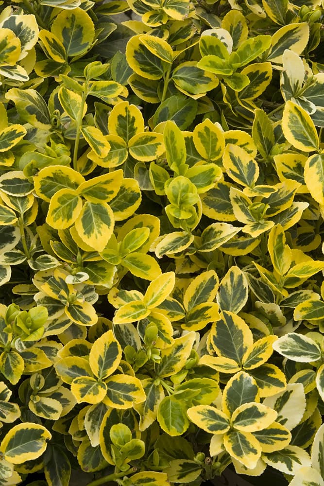 The 20 Best Evergreen Ground Cover Plants - Rhythm of the Home
