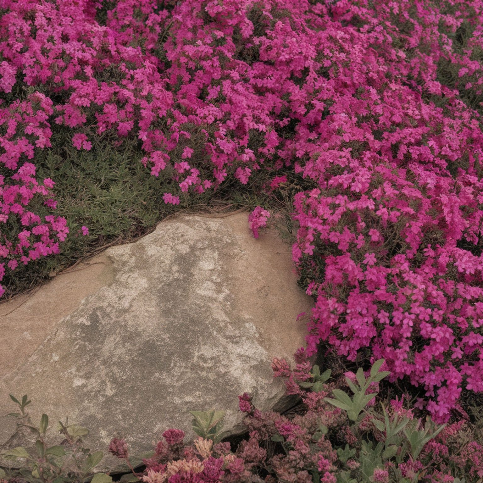 The 20 Best Evergreen Ground Cover Plants – Rhythm of the Home