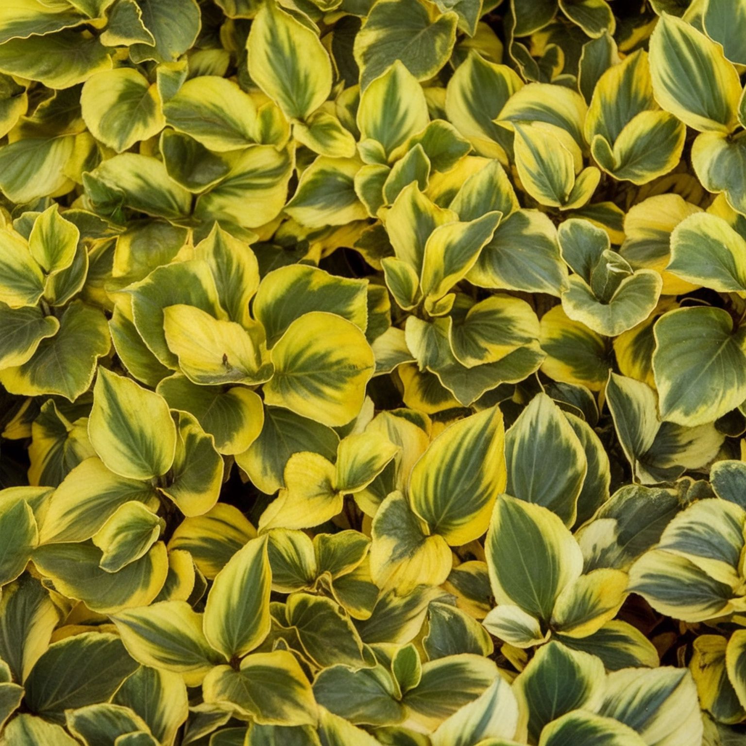 The 20 Best Evergreen Ground Cover Plants – Rhythm of the Home