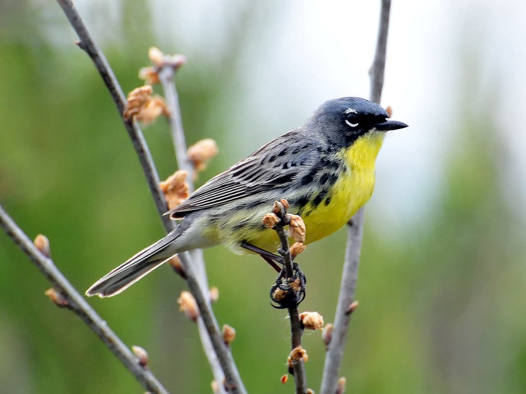 Las 30 mejores aves de Michigan | Actualizado agosto 2022