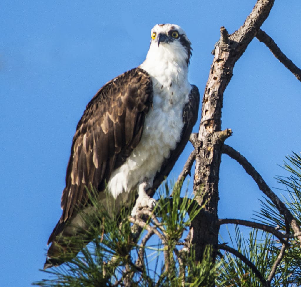 osprey bird information