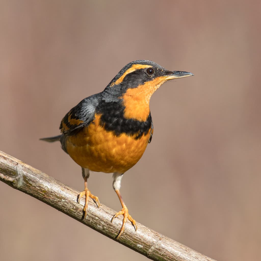 The 30 Best Birds in Montana - Rhythm of the Home