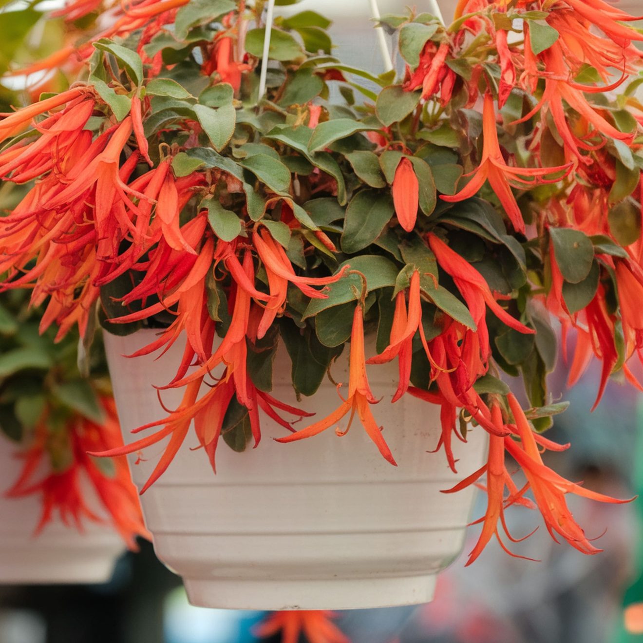 The 25 Best Hanging Basket Plants – Rhythm of the Home