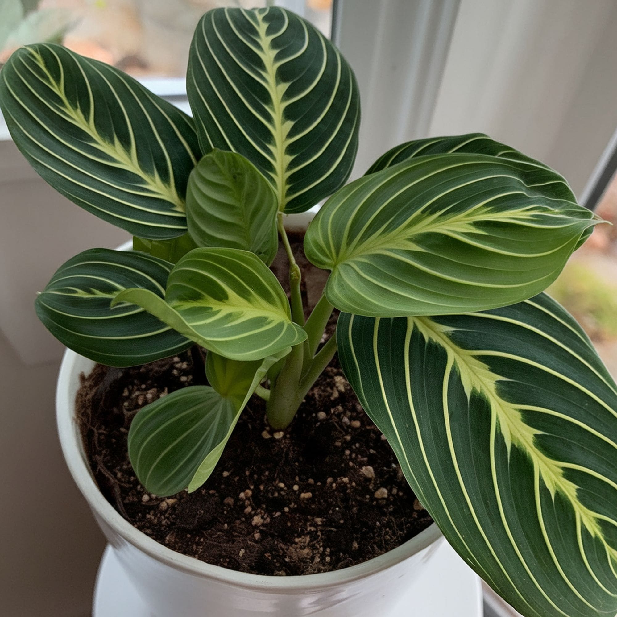 Lemon Lime Prayer Plant Care