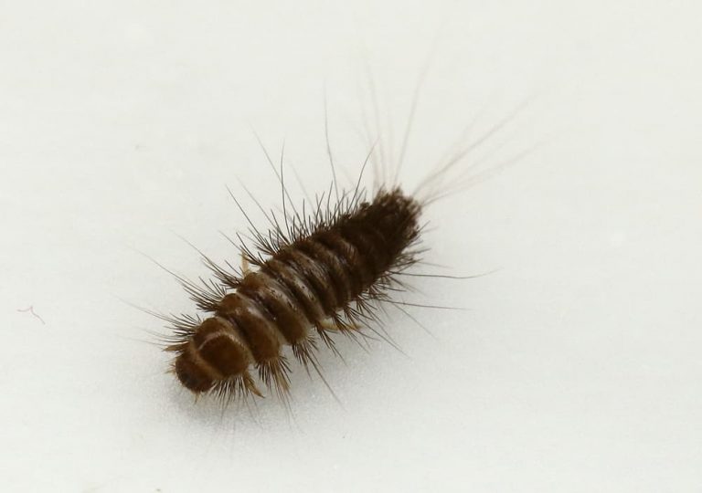 7 Proven Methods to Get Rid of Carpet Beetles Rhythm of the Home