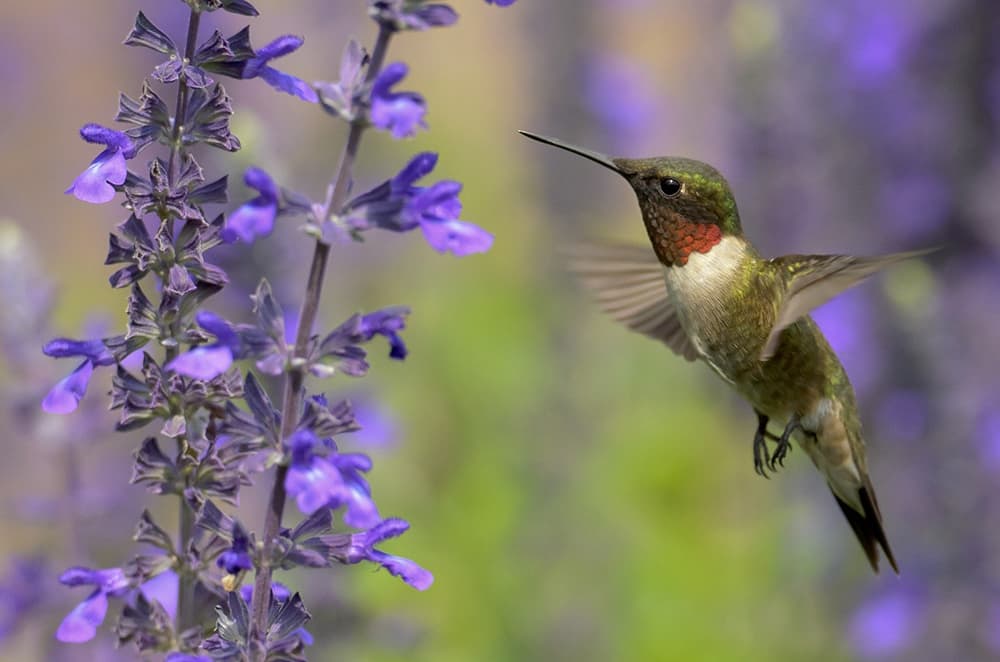 The 15 Best Flowers That Attract Hummingbirds Rhythm Of The Home 5404