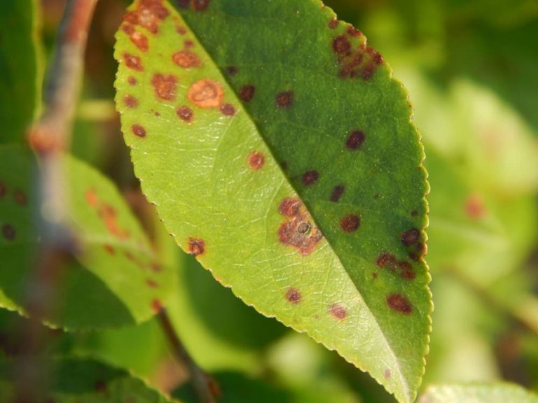 11 Cherry Tree Diseases and How to Treat Them - Rhythm of the Home