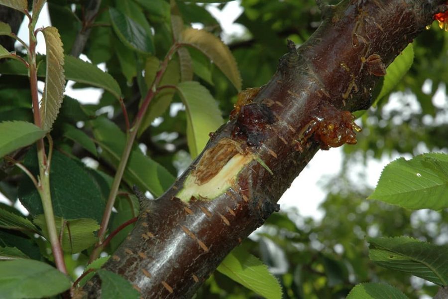 11 Cherry Tree Diseases and How to Treat Them – Rhythm of the Home