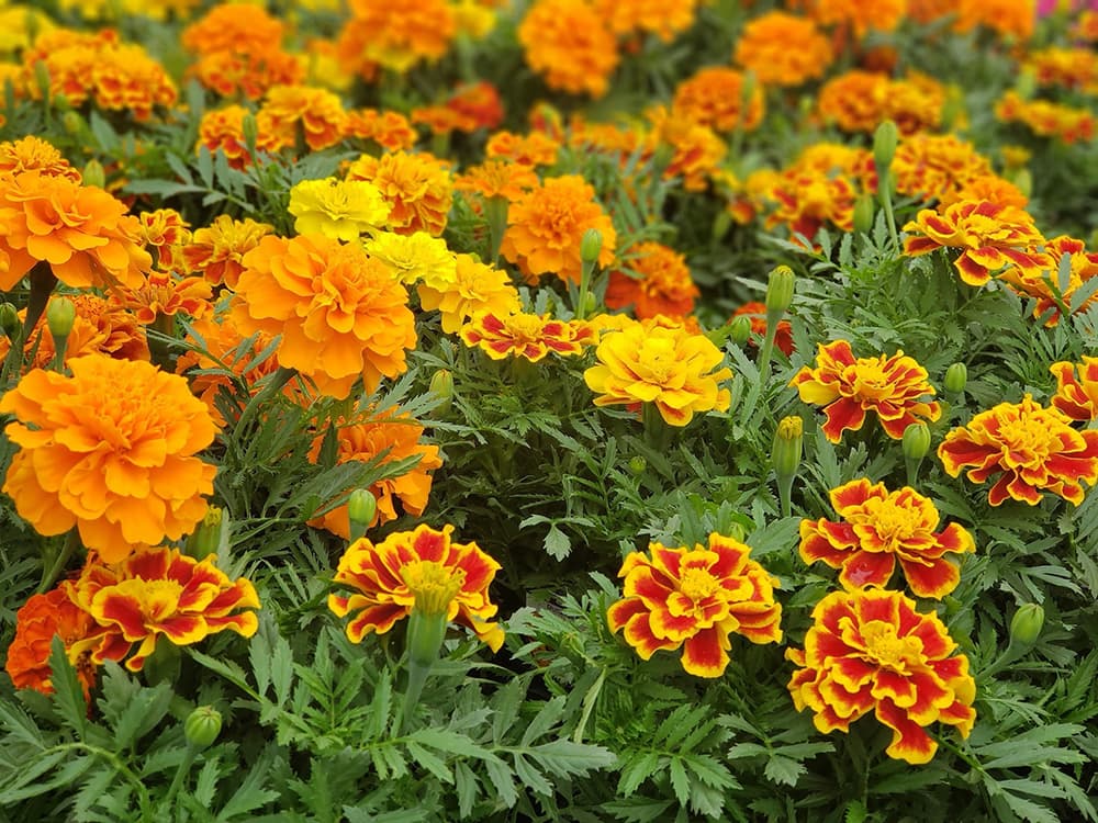 10 Plants That Dogs Hate (Won’t Eat) Rhythm of the Home