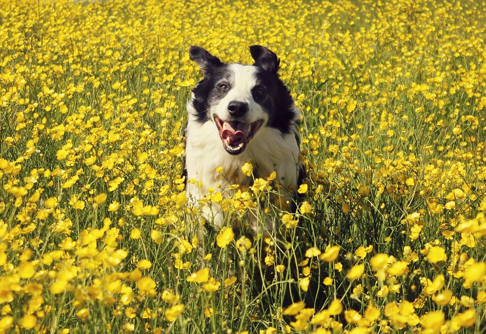 10 Plants That Dogs Hate (Won’t Eat) Rhythm of the Home