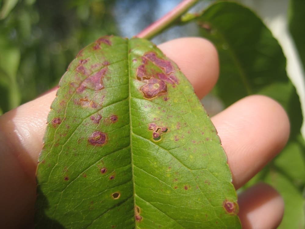 10 Peach Tree Diseases And How To Treat Them Rhythm Of The Home