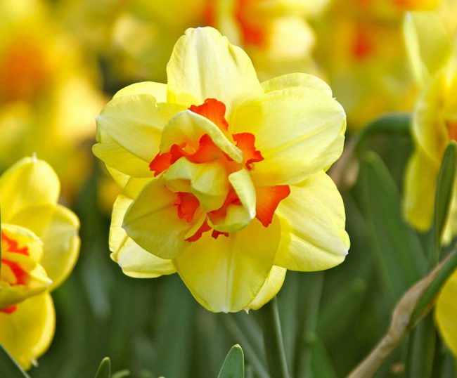 The 11 Best Daffodils for Your Garden Rhythm of the Home