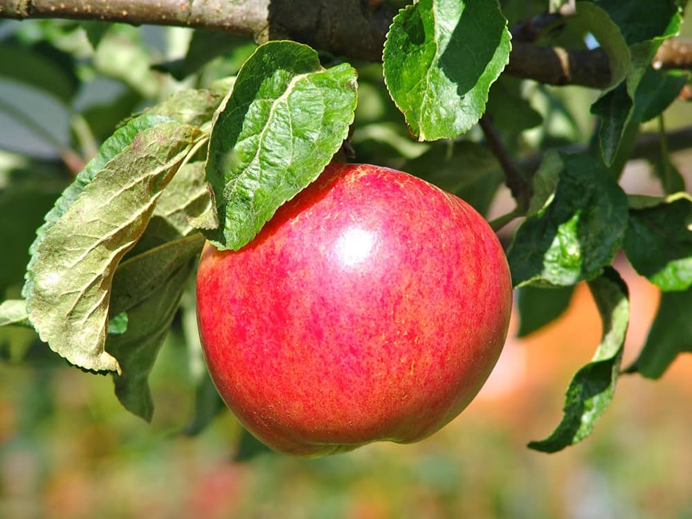 9 DiseaseResistant Apple Tree Species Rhythm of the Home