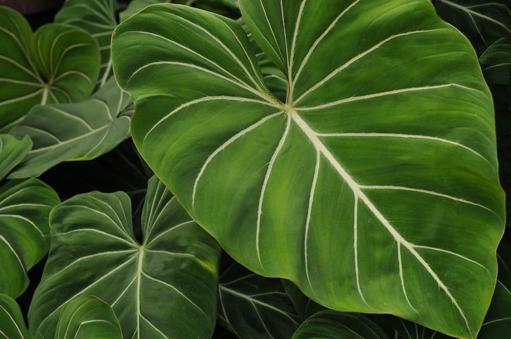 The 11 Best Big Leaf Plants Rhythm Of The Home