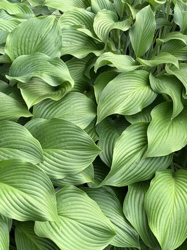The 11 Best Big Leaf Plants – Rhythm of the Home