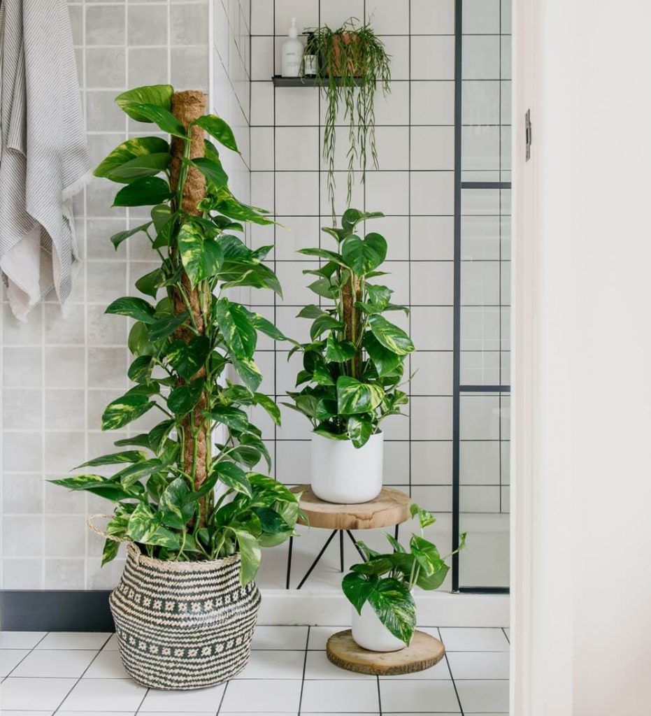 The 10 Best Pothos Plant Varieties Rhythm of the Home