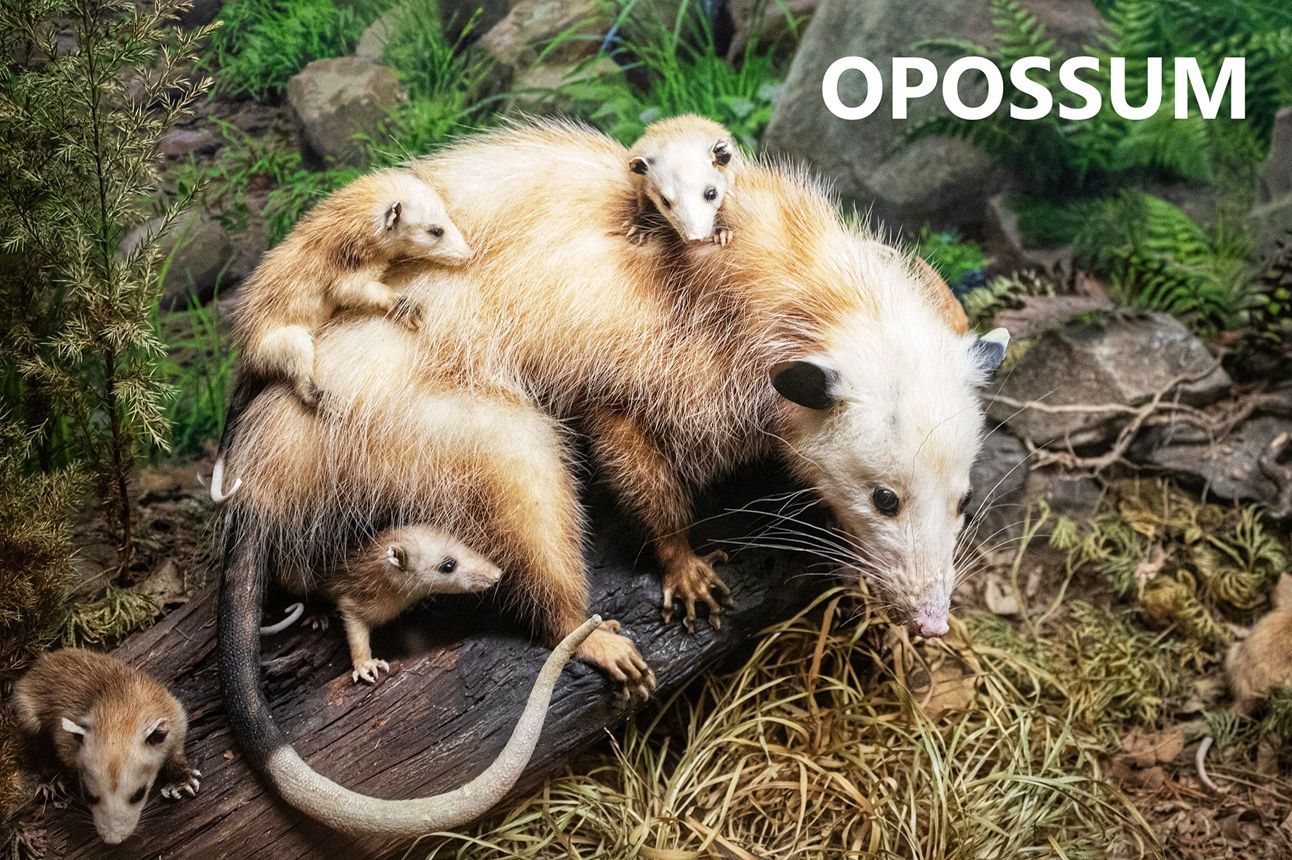 Possum VS Opossum – 10 Ways to Tell Them Apart – Rhythm of the Home