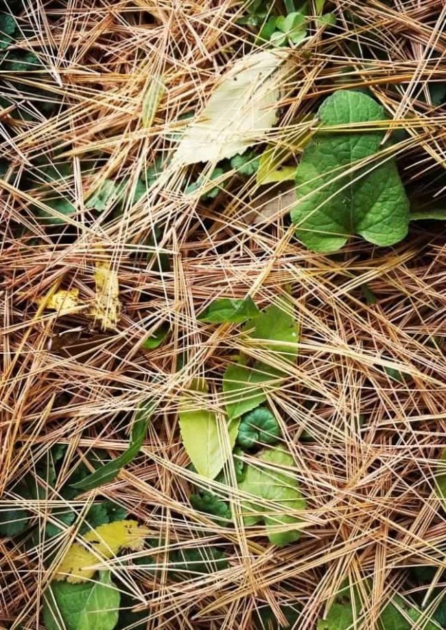 7 Things to Know About Pine Straw Mulch Rhythm of the Home