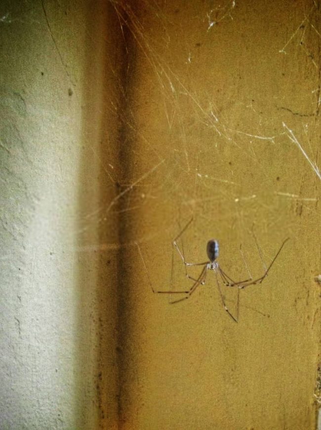 10 Proven Methods to Get Rid of Spiders Rhythm of the Home
