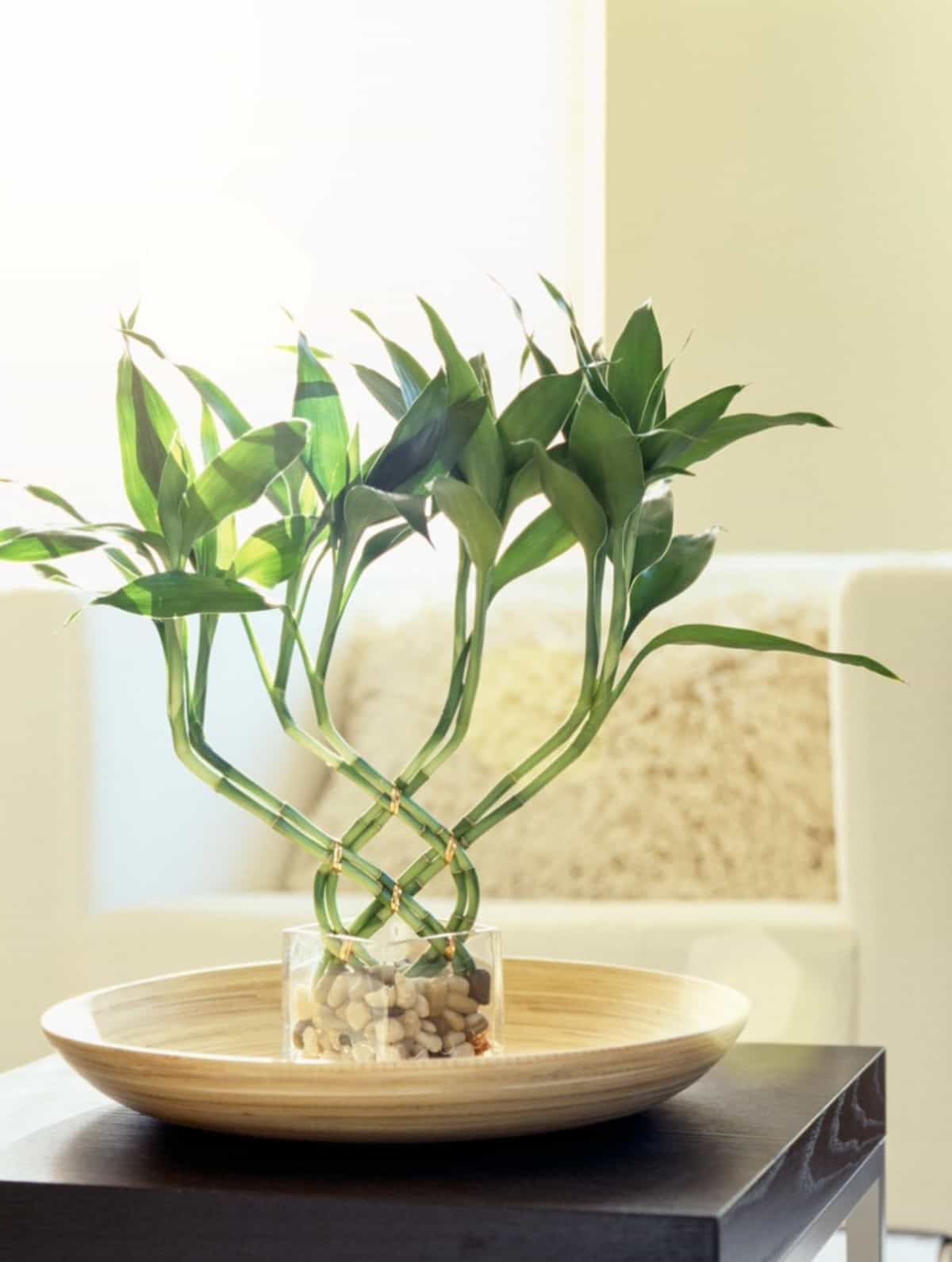 Best Plants for College Rooms