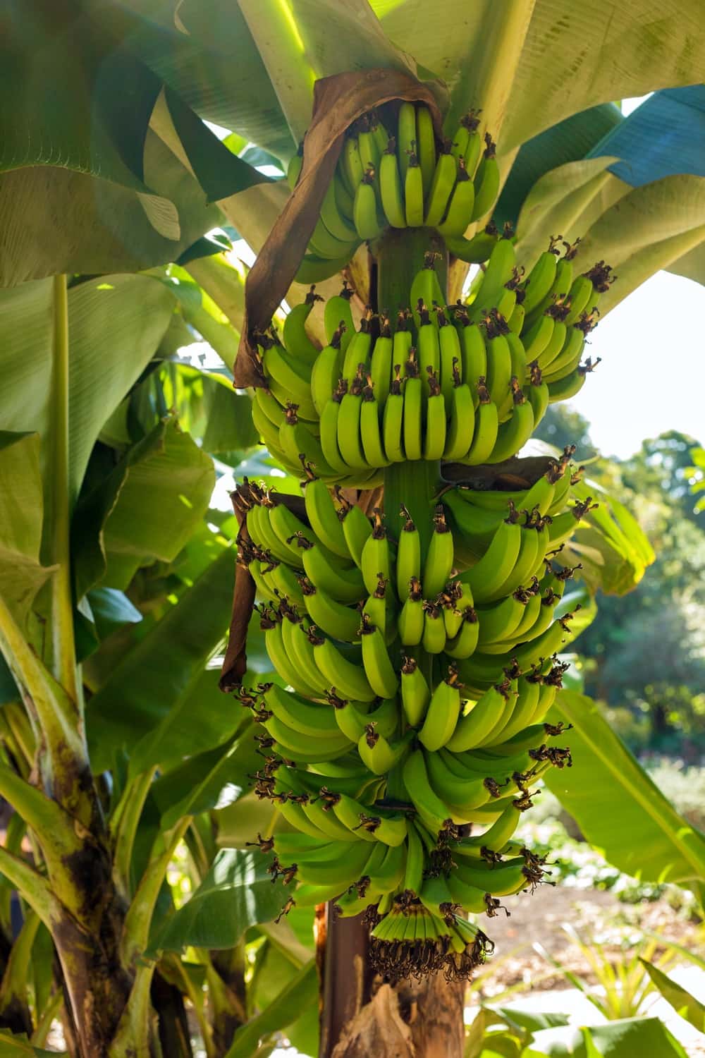 How to Harvest Banana Tree