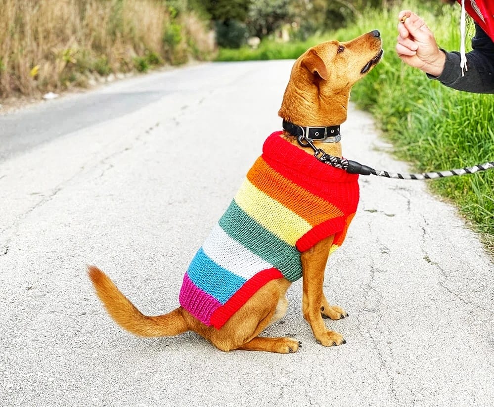 Rainbow Stripes Knitted Dog Sweater