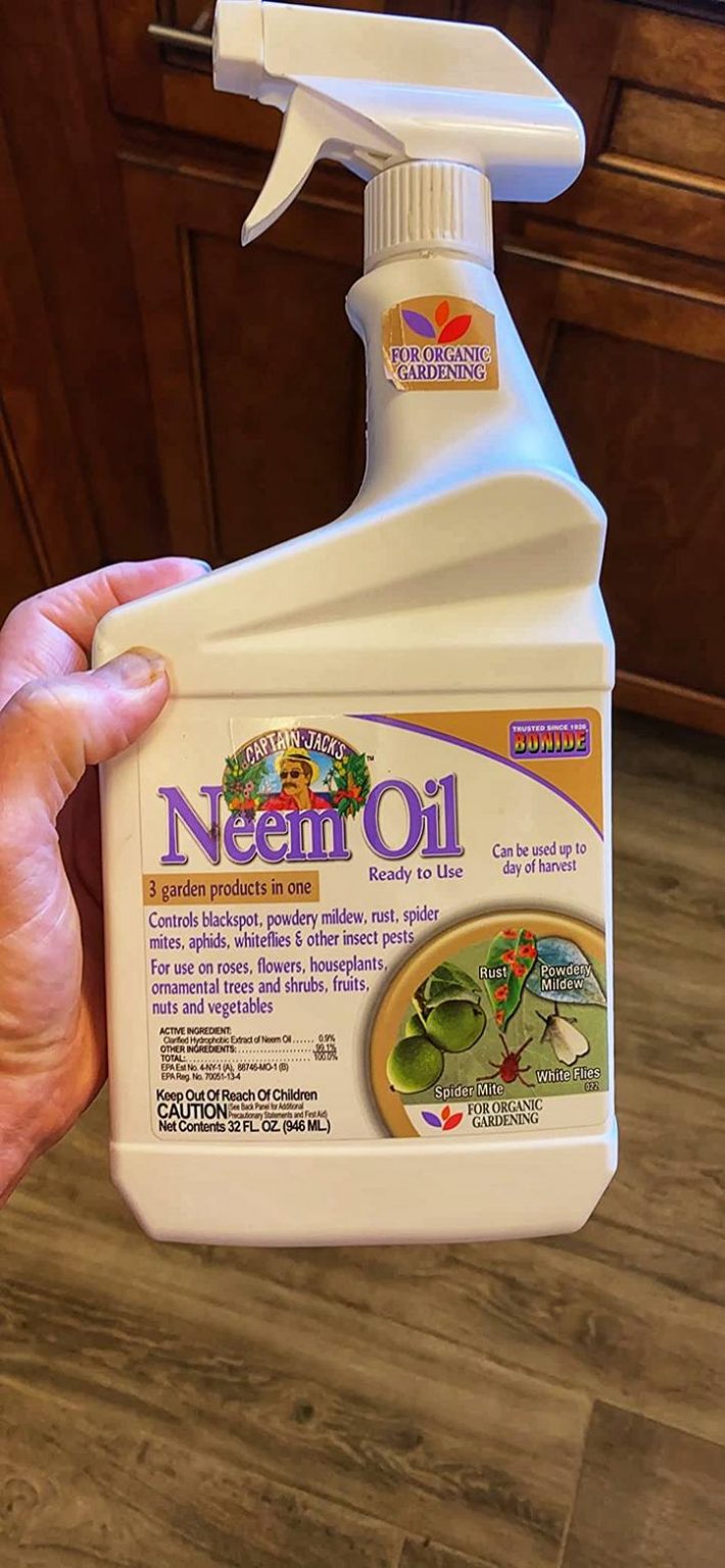 9 Ways to Get Rid of Japanese Beetles Rhythm of the Home