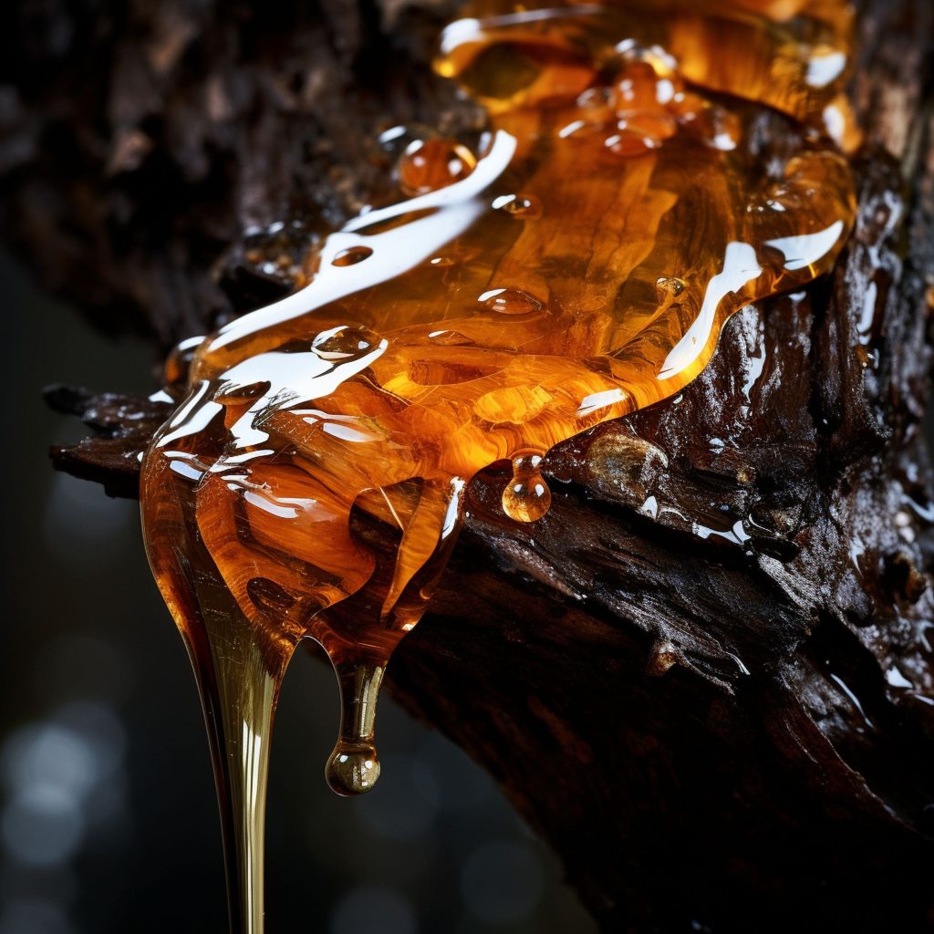 Tree Sap Dripping From Bark