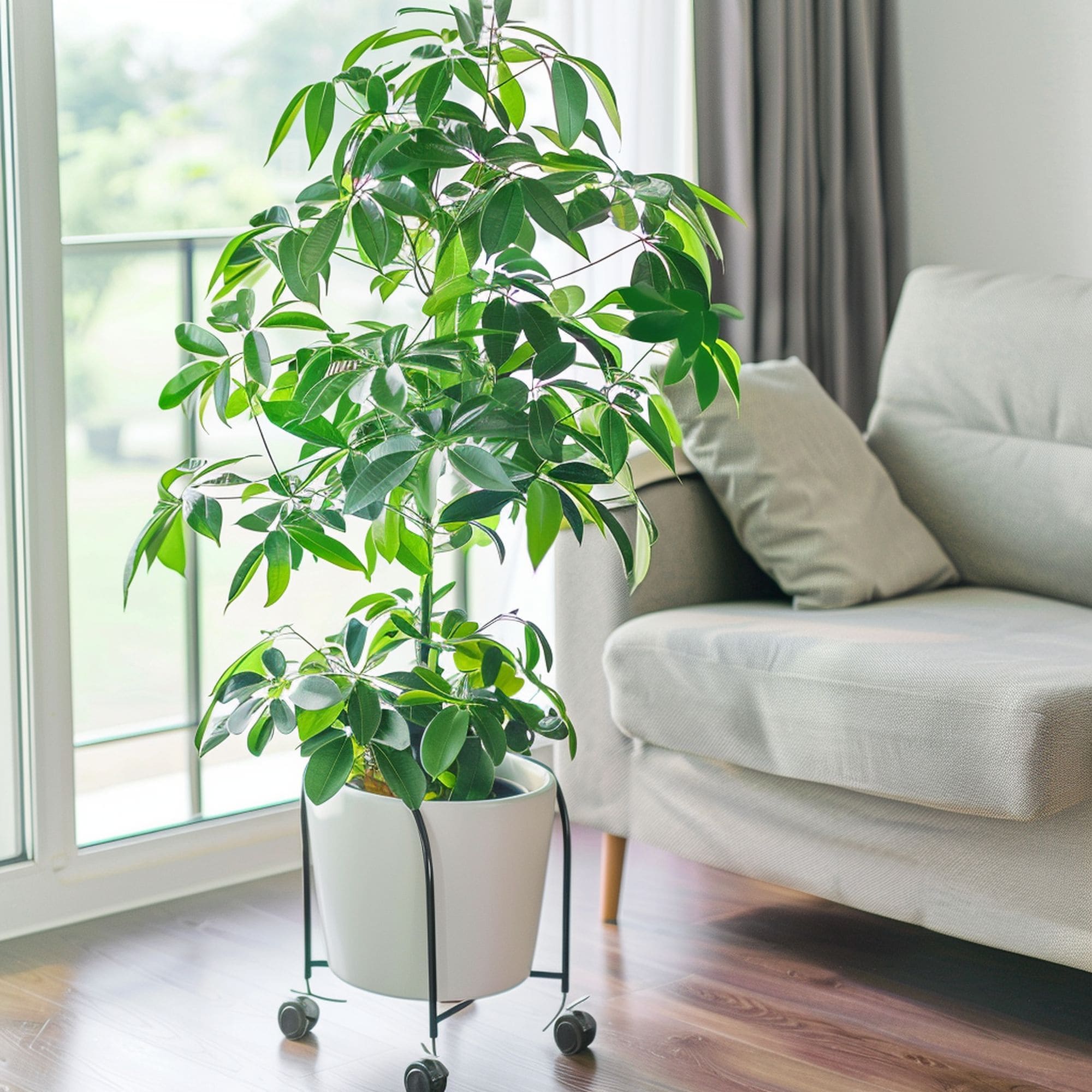 Indoor Tree on Wheeled Planter Stand