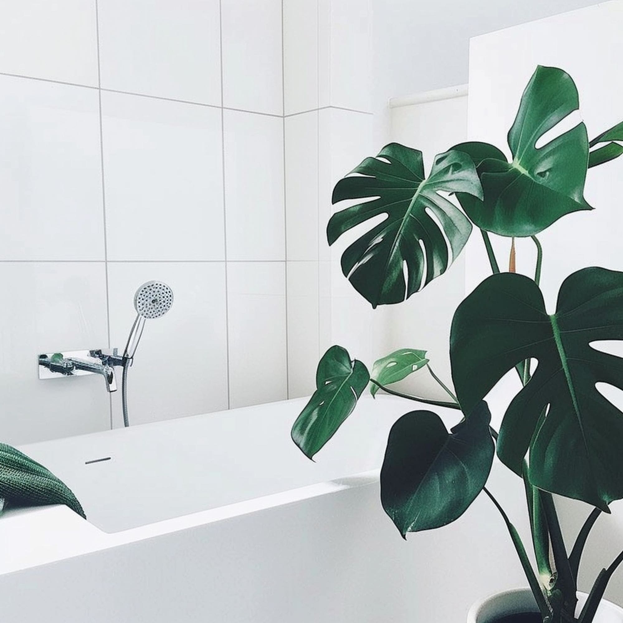 Tropical Plant in White Bathroom