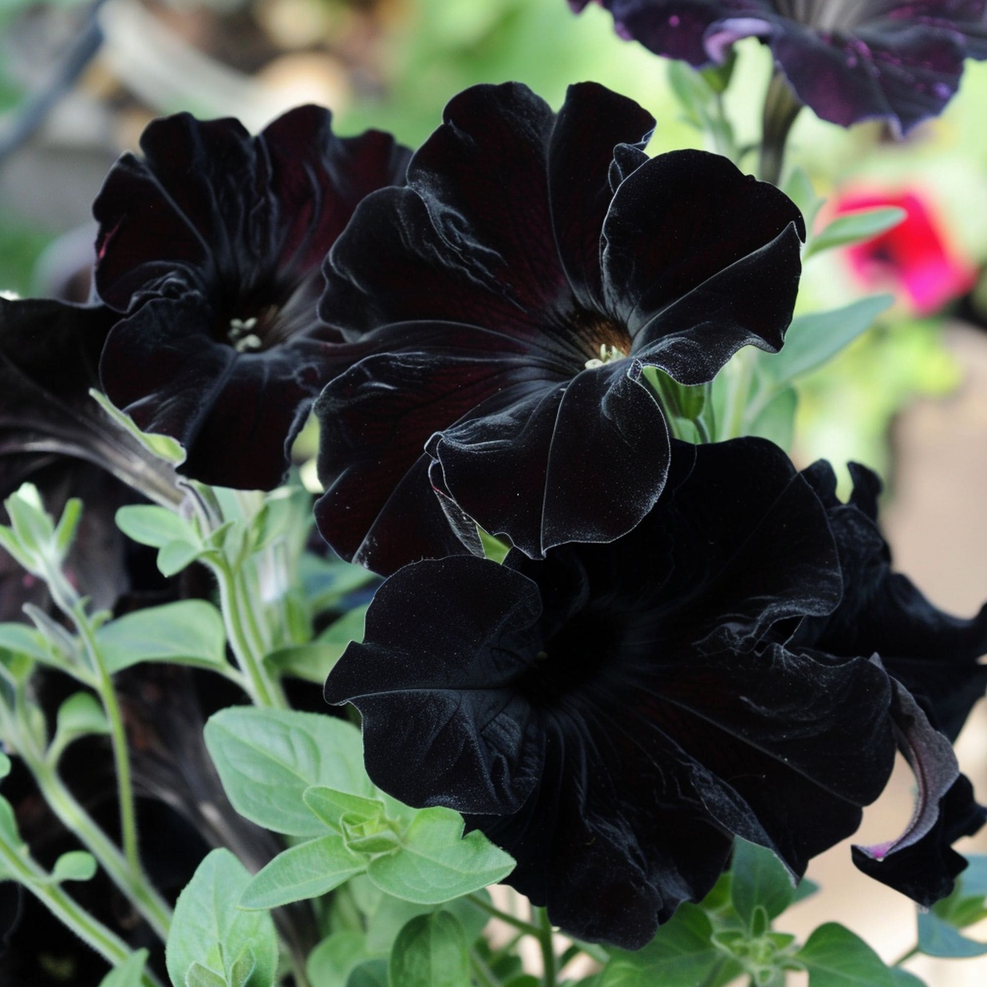 Black Velvet Petunia Flower