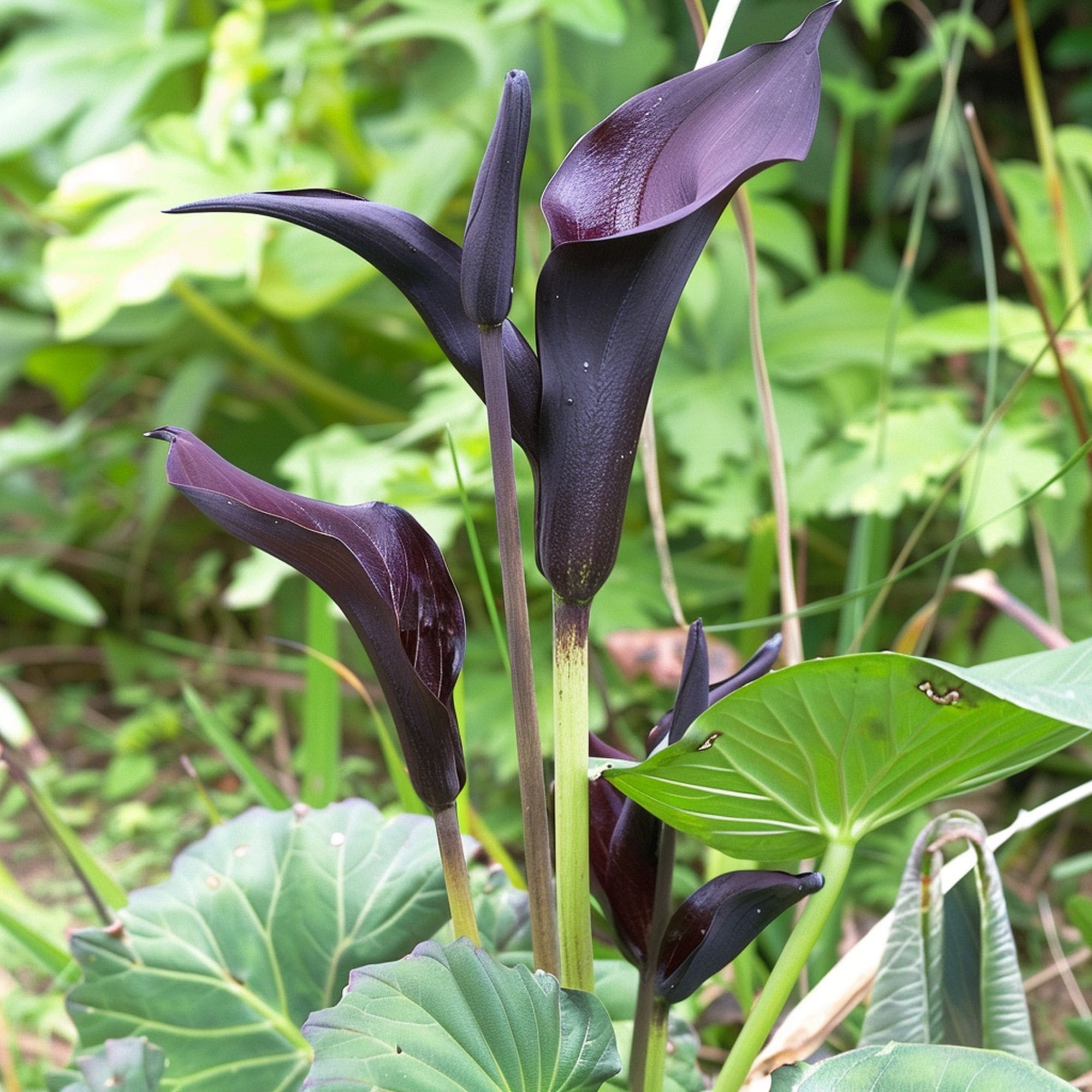 Arum Palaestinum Flower