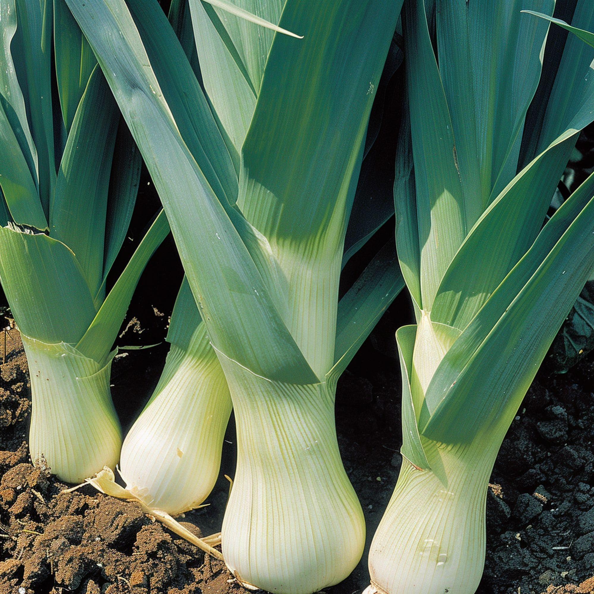 Leeks in a Shade Garden