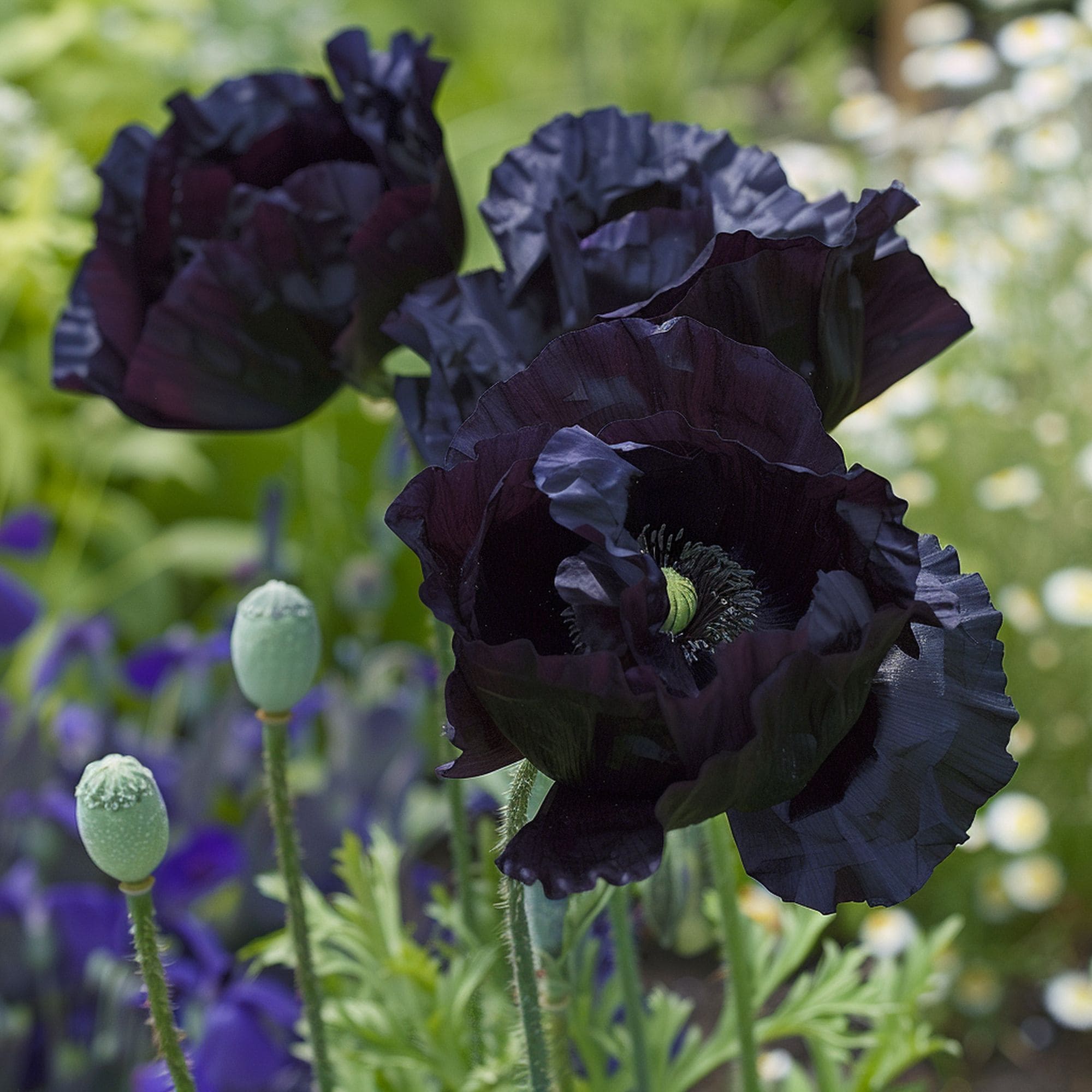 Midnight Poppy Flower