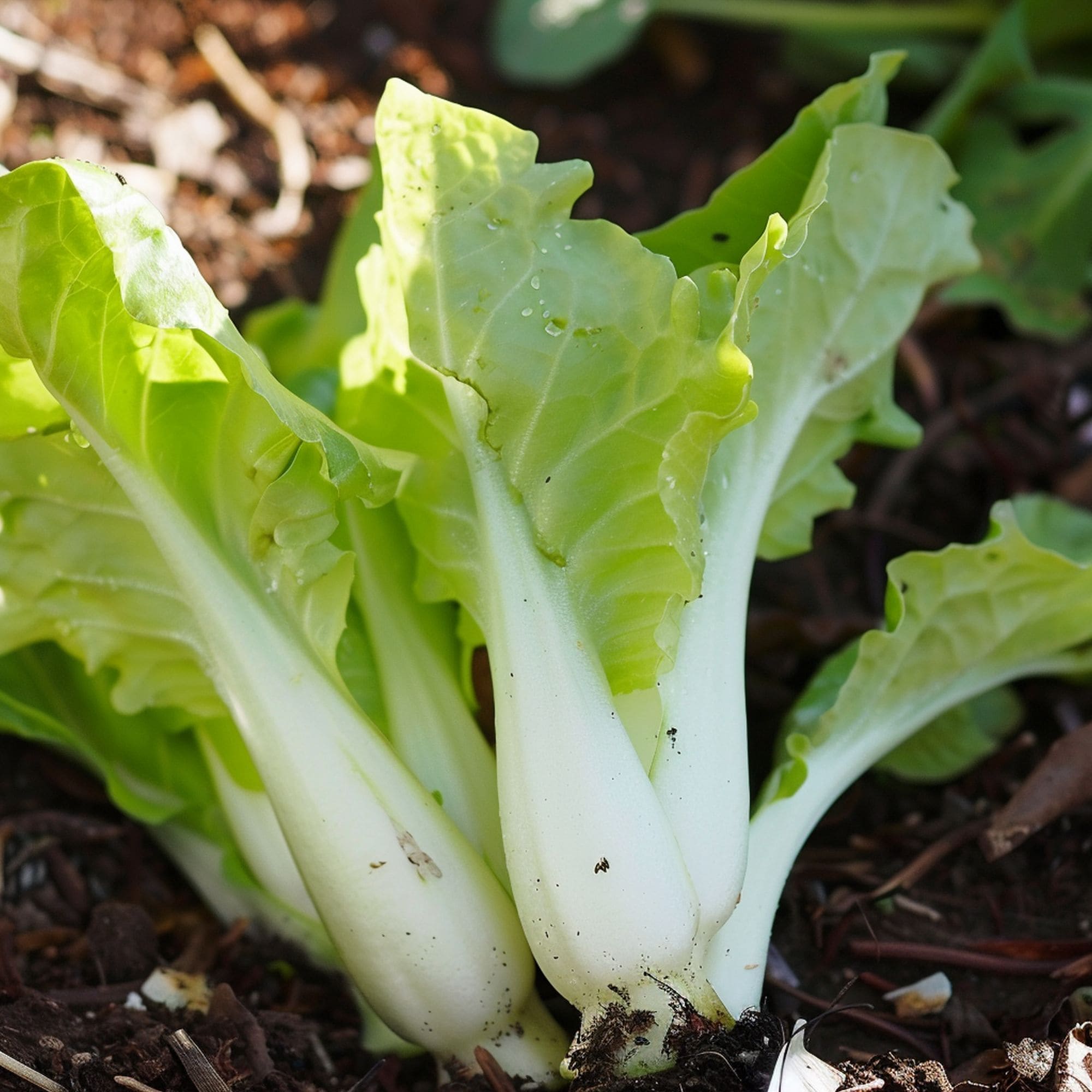 Endive in a Shade Garden