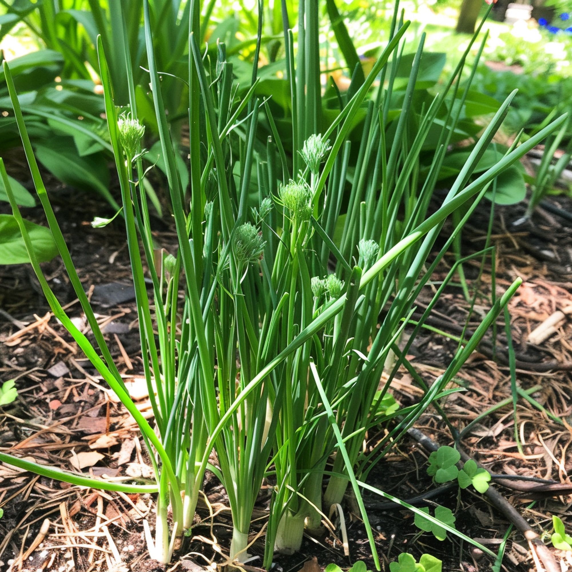 Scallions in a Shade Garden