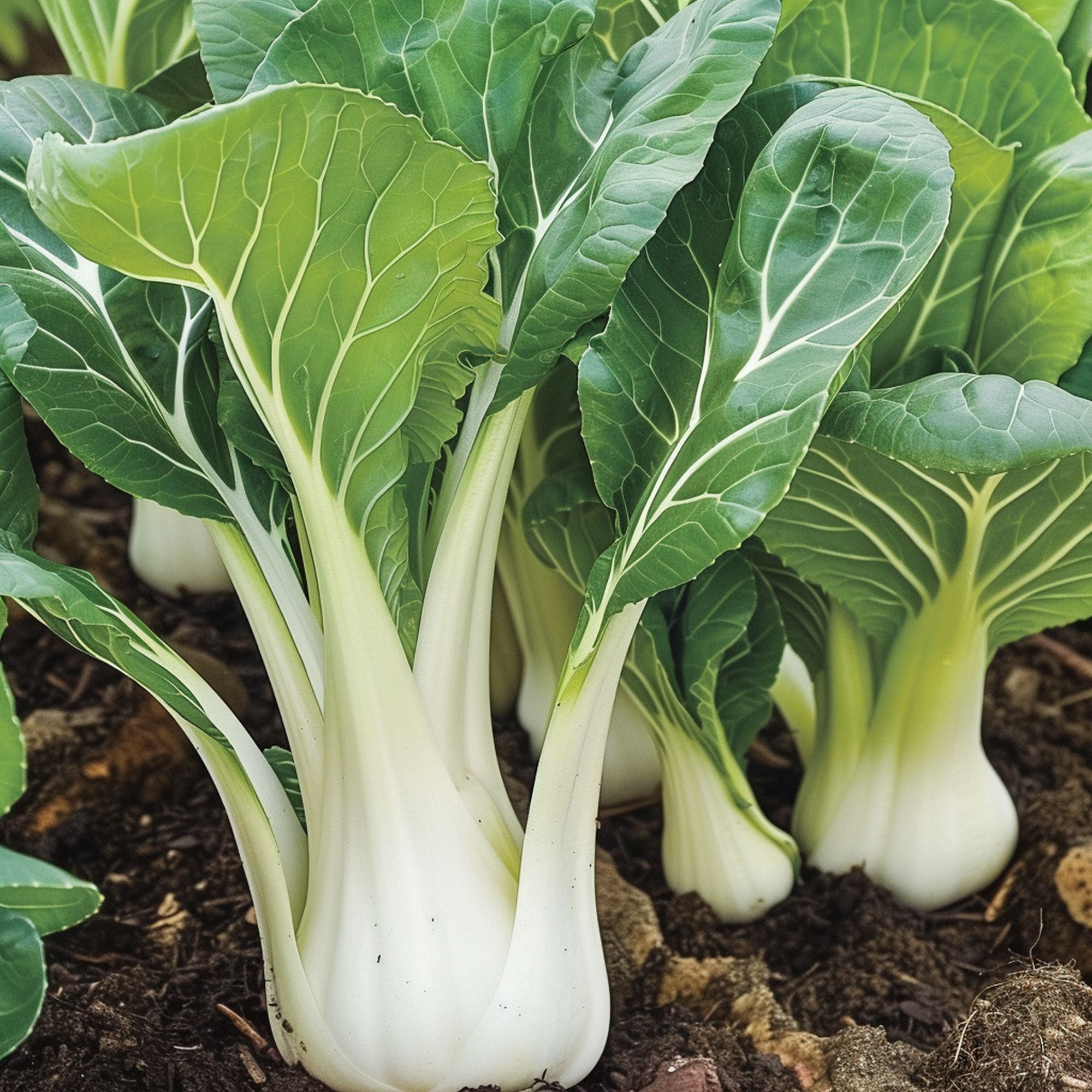 Bok Choy in a Shade Garden